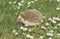 Hedgehog on the meadow with flowers