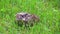 Hedgehog on meadow sniffing in nature view