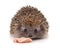 Hedgehog and meat