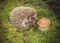 Hedgehog with mushroom