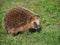 Hedgehog with muzzle close-up