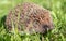 Hedgehog, native, wild European hedgehog, facing left on green lawn with green background. Head up. Landscape. Scientific name: