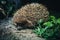 hedgehog in natural habitat in evening time