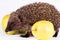 Hedgehog near yellow apples