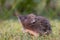 Hedgehog. Northern white-breasted hedgehog - Erinaceus roumanicus