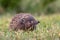 Hedgehog. Northern white-breasted hedgehog - Erinaceus roumanicus