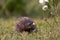 Hedgehog. Northern white-breasted hedgehog - Erinaceus roumanicus