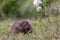 Hedgehog. Northern white-breasted hedgehog - Erinaceus roumanicus