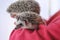 Hedgehog. pair of hedgehogs in the arms of a woman in a red hoodie. African pygmy hedgehog close-up in female hands