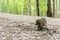 Hedgehog on a path in the woods