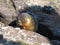 Hedgehog peeking through the rocks