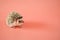 Hedgehog on a pink background. Female hedgehog. Pygmy hedgehog. African white-bellied hedgehog close-up .Pets. gray