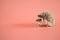 Hedgehog on a pink background. Female hedgehog. Pygmy house hedgehog. African white-bellied hedgehog close-up .Pets