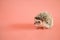 Hedgehog on a pink background. Female hedgehog. Pygmy house hedgehog. African white-bellied hedgehog close-up .Pets