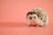 Hedgehog on a pink background. Female hedgehog. Pygmy house hedgehog. African white-bellied hedgehog close-up .Pets.