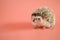Hedgehog on a pink background. Female hedgehog. Pygmy house hedgehog. African white-bellied hedgehog close-up .Pets