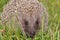Hedgehog. Portrait close-up.