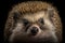 Hedgehog portrait on dark background. AI Generative