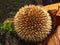 Hedgehog puffball between autumn leaves.