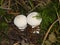 Hedgehog puffball mushroom wite in the forest in autumn