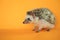 Hedgehog.Pygmy african hedgehog on an orange background .Toys for hedgehogs.