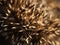 Hedgehog Quills