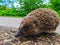 The hedgehog on the road close-up