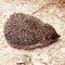 Hedgehog on the road. The European hedgehog is one of the most common species of hedgehogs