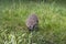 Hedgehog run on the green grass, front view