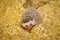 Hedgehog in the sawdust albino