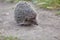 Hedgehog Scientific name: Erinaceus Europaeus close up of a wild, native, European hedgehog, facing right in natural garden