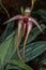 Hedgehog-shaped Orchid Flower