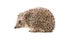 Hedgehog, side view