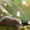 Hedgehog sitting on moss with flowers in sunlight