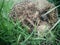 Hedgehog sleeping in the green grass. Visible muzzle and legs