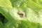 Hedgehog slug on a salad leaf