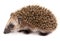 Hedgehog. Small mammal with spiny hairs