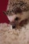 Hedgehog smelling the carpet