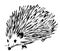 Hedgehog spontaneous sketch