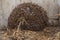 Hedgehog in a straw nest - beneficial insect