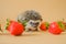 Hedgehog and strawberry berries.food for hedgehogs. Cute gray hedgehog and strawberries.Baby hedgehog.strawberry harvest