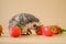 Hedgehog and strawberry berries.food for hedgehogs.Cute hedgehog and red strawberries on a beige background.Baby