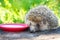 Hedgehog on a stump in the garden drinking milk from a saucer.