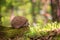 Hedgehog in the sunny spring forest, wildlife natural background. Animals in the wild