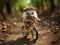 Hedgehog on tiny bike cycling photo