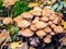 Hedgehog on a tree stump in a forest in autumn