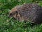 Hedgehog in urban house garden in bright warm weather.