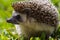 A hedgehog walking in the grass