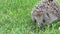 Hedgehog Walking On Grass Footage 