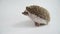 A hedgehog walking over white background